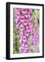 Chile, Patagonia, Torres Del Paine National Park, Foxglove's Flowers (Digitalis Purpurea)-Michele Falzone-Framed Photographic Print