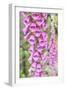 Chile, Patagonia, Torres Del Paine National Park, Foxglove's Flowers (Digitalis Purpurea)-Michele Falzone-Framed Photographic Print