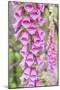 Chile, Patagonia, Torres Del Paine National Park, Foxglove's Flowers (Digitalis Purpurea)-Michele Falzone-Mounted Photographic Print