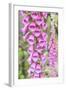 Chile, Patagonia, Torres Del Paine National Park, Foxglove's Flowers (Digitalis Purpurea)-Michele Falzone-Framed Photographic Print