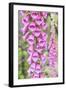 Chile, Patagonia, Torres Del Paine National Park, Foxglove's Flowers (Digitalis Purpurea)-Michele Falzone-Framed Photographic Print