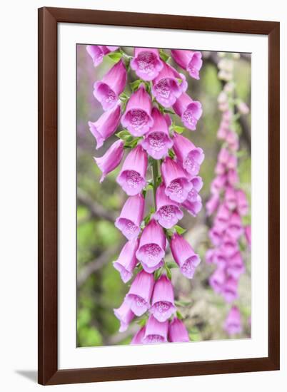 Chile, Patagonia, Torres Del Paine National Park, Foxglove's Flowers (Digitalis Purpurea)-Michele Falzone-Framed Photographic Print