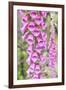 Chile, Patagonia, Torres Del Paine National Park, Foxglove's Flowers (Digitalis Purpurea)-Michele Falzone-Framed Photographic Print