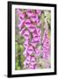 Chile, Patagonia, Torres Del Paine National Park, Foxglove's Flowers (Digitalis Purpurea)-Michele Falzone-Framed Photographic Print