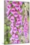 Chile, Patagonia, Torres Del Paine National Park, Foxglove's Flowers (Digitalis Purpurea)-Michele Falzone-Mounted Photographic Print