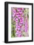 Chile, Patagonia, Torres Del Paine National Park, Foxglove's Flowers (Digitalis Purpurea)-Michele Falzone-Framed Photographic Print