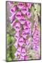 Chile, Patagonia, Torres Del Paine National Park, Foxglove's Flowers (Digitalis Purpurea)-Michele Falzone-Mounted Photographic Print