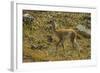 Chile, Patagonia, Torres del Paine National Park. Young Guanaco-Cathy & Gordon Illg-Framed Photographic Print