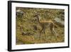 Chile, Patagonia, Torres del Paine National Park. Young Guanaco-Cathy & Gordon Illg-Framed Photographic Print