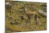 Chile, Patagonia, Torres del Paine National Park. Young Guanaco-Cathy & Gordon Illg-Mounted Photographic Print