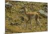 Chile, Patagonia, Torres del Paine National Park. Young Guanaco-Cathy & Gordon Illg-Mounted Photographic Print