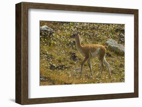 Chile, Patagonia, Torres del Paine National Park. Young Guanaco-Cathy & Gordon Illg-Framed Photographic Print