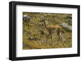 Chile, Patagonia, Torres del Paine National Park. Young Guanaco-Cathy & Gordon Illg-Framed Photographic Print