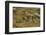 Chile, Patagonia, Torres del Paine National Park. Young Guanaco-Cathy & Gordon Illg-Framed Photographic Print