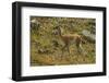 Chile, Patagonia, Torres del Paine National Park. Young Guanaco-Cathy & Gordon Illg-Framed Photographic Print