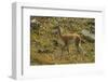 Chile, Patagonia, Torres del Paine National Park. Young Guanaco-Cathy & Gordon Illg-Framed Photographic Print