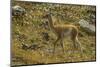 Chile, Patagonia, Torres del Paine National Park. Young Guanaco-Cathy & Gordon Illg-Mounted Photographic Print