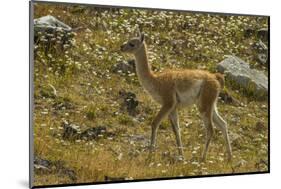 Chile, Patagonia, Torres del Paine National Park. Young Guanaco-Cathy & Gordon Illg-Mounted Photographic Print
