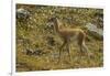 Chile, Patagonia, Torres del Paine National Park. Young Guanaco-Cathy & Gordon Illg-Framed Photographic Print