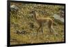 Chile, Patagonia, Torres del Paine National Park. Young Guanaco-Cathy & Gordon Illg-Framed Photographic Print