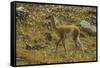 Chile, Patagonia, Torres del Paine National Park. Young Guanaco-Cathy & Gordon Illg-Framed Stretched Canvas