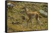 Chile, Patagonia, Torres del Paine National Park. Young Guanaco-Cathy & Gordon Illg-Framed Stretched Canvas