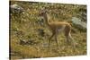 Chile, Patagonia, Torres del Paine National Park. Young Guanaco-Cathy & Gordon Illg-Stretched Canvas