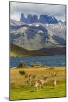 Chile, Patagonia, Torres del Paine NP. Mountains and Guanacos-Cathy & Gordon Illg-Mounted Photographic Print