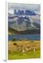 Chile, Patagonia, Torres del Paine NP. Mountains and Guanacos-Cathy & Gordon Illg-Framed Photographic Print