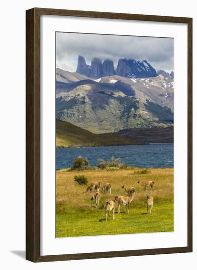 Chile, Patagonia, Torres del Paine NP. Mountains and Guanacos-Cathy & Gordon Illg-Framed Photographic Print