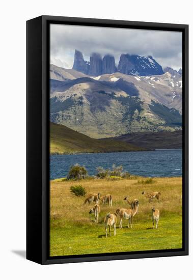 Chile, Patagonia, Torres del Paine NP. Mountains and Guanacos-Cathy & Gordon Illg-Framed Stretched Canvas