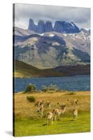 Chile, Patagonia, Torres del Paine NP. Mountains and Guanacos-Cathy & Gordon Illg-Stretched Canvas