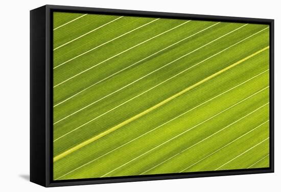 Chilean Bamboo Close-Up of Parallel Leaf Veins-null-Framed Stretched Canvas