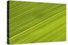Chilean Bamboo Close-Up of Parallel Leaf Veins-null-Stretched Canvas