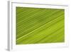 Chilean Bamboo Close-Up of Parallel Leaf Veins-null-Framed Photographic Print