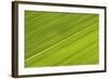 Chilean Bamboo Close-Up of Parallel Leaf Veins-null-Framed Photographic Print