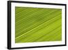 Chilean Bamboo Close-Up of Parallel Leaf Veins-null-Framed Photographic Print