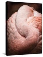 Chilean Flamingo I-Debra Van Swearingen-Stretched Canvas