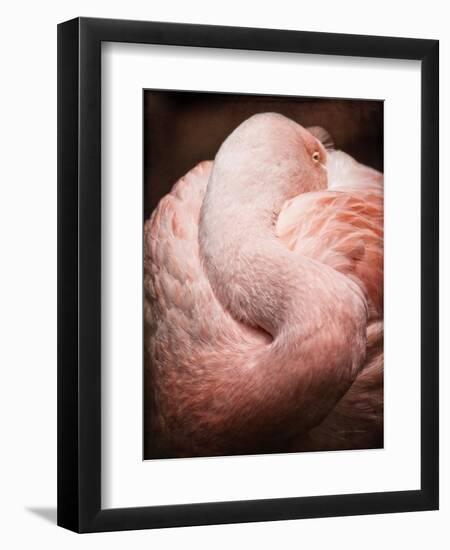 Chilean Flamingo I-Debra Van Swearingen-Framed Art Print