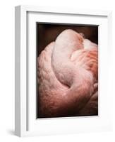 Chilean Flamingo I-Debra Van Swearingen-Framed Art Print