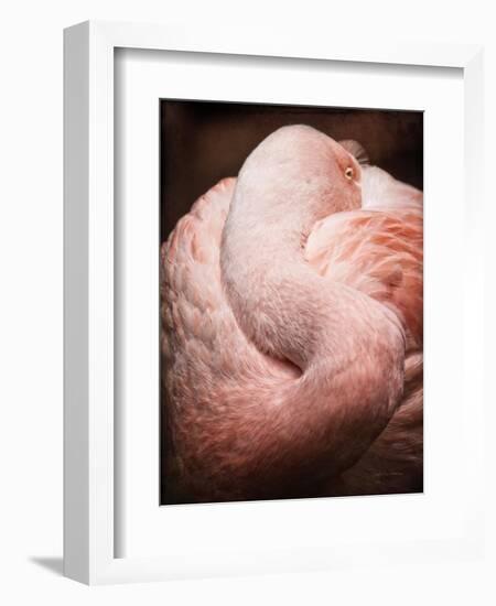 Chilean Flamingo I-Debra Van Swearingen-Framed Art Print