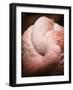 Chilean Flamingo I-Debra Van Swearingen-Framed Art Print