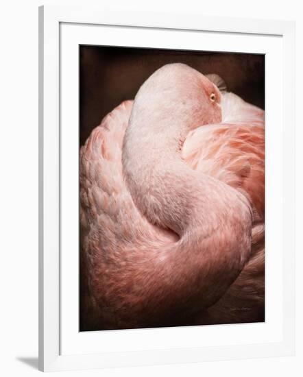 Chilean Flamingo I-Debra Van Swearingen-Framed Art Print