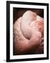 Chilean Flamingo I-Debra Van Swearingen-Framed Art Print