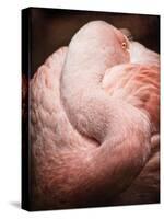 Chilean Flamingo I-Debra Van Swearingen-Stretched Canvas