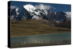 Chilean Flamingo on Blue Lake, Torres del Paine NP, Patagonia, Chile-Pete Oxford-Stretched Canvas