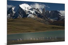 Chilean Flamingo on Blue Lake, Torres del Paine NP, Patagonia, Chile-Pete Oxford-Mounted Premium Photographic Print