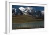 Chilean Flamingo on Blue Lake, Torres del Paine NP, Patagonia, Chile-Pete Oxford-Framed Photographic Print