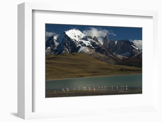 Chilean Flamingo on Blue Lake, Torres del Paine NP, Patagonia, Chile-Pete Oxford-Framed Photographic Print