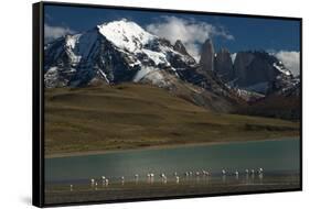 Chilean Flamingo on Blue Lake, Torres del Paine NP, Patagonia, Chile-Pete Oxford-Framed Stretched Canvas